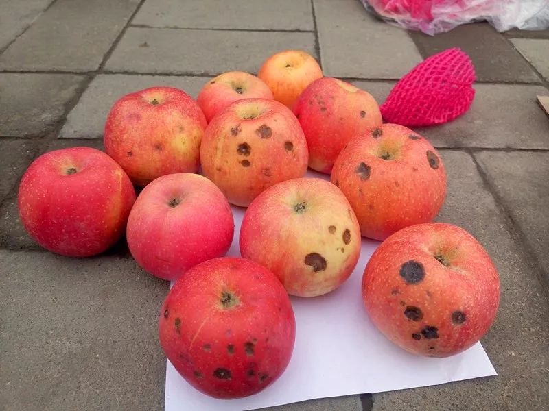 食品中的真菌毒素要怎么檢測？