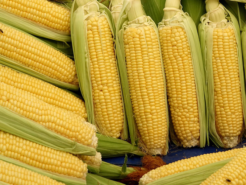 玉米赤霉烯酮的危害及檢測(cè)方法