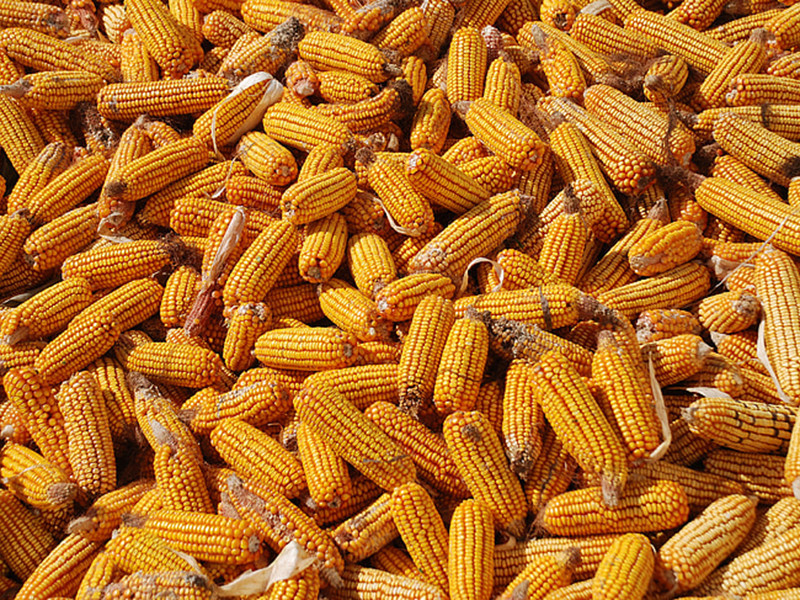 黃曲霉毒素主要存在于什么食品中？