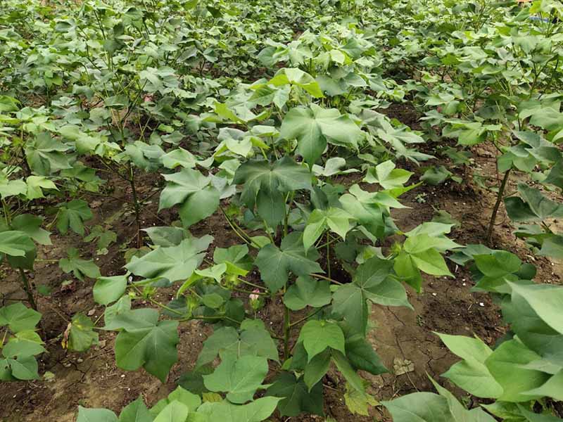 土壤有機(jī)質(zhì)測(cè)定方法