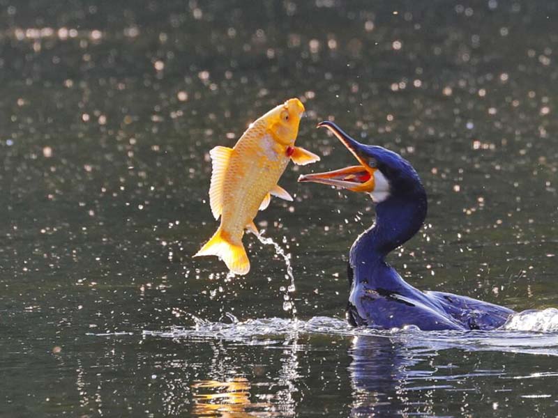 水產養(yǎng)殖常規(guī)水質指標的作用