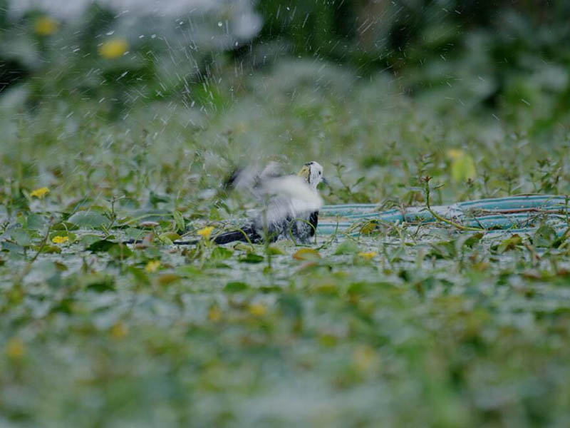 總氮水質(zhì)在線自動監(jiān)測儀原理 總氮水質(zhì)在線自動監(jiān)測儀原理