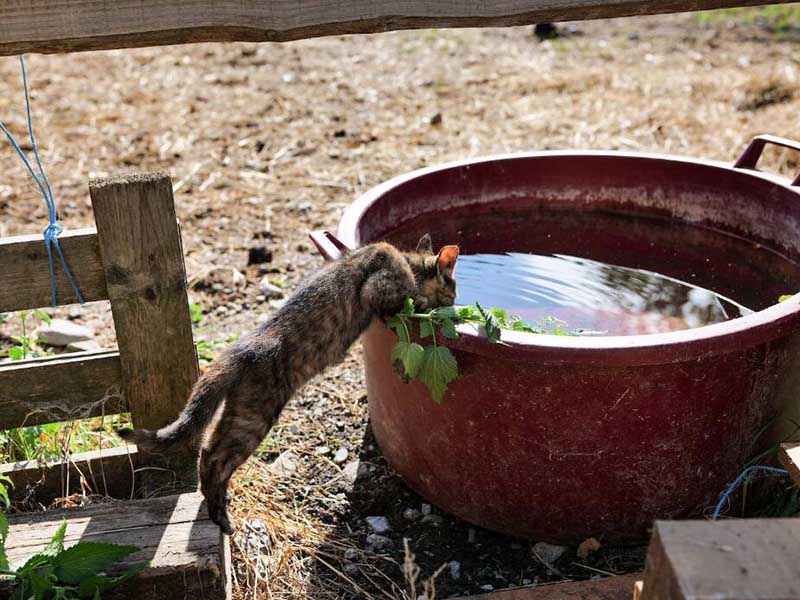 二次供水水質(zhì)余氯不合格存在的風(fēng)險(xiǎn)