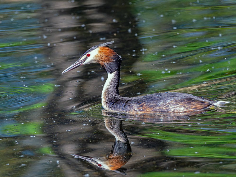 水中藍(lán)綠藻是什么