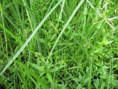 淺耕對(duì)土壤水分和養(yǎng)分含量的影響