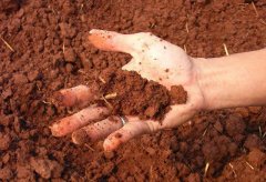 土壤墑情監(jiān)測(cè)儀確保作物健康生長(zhǎng)