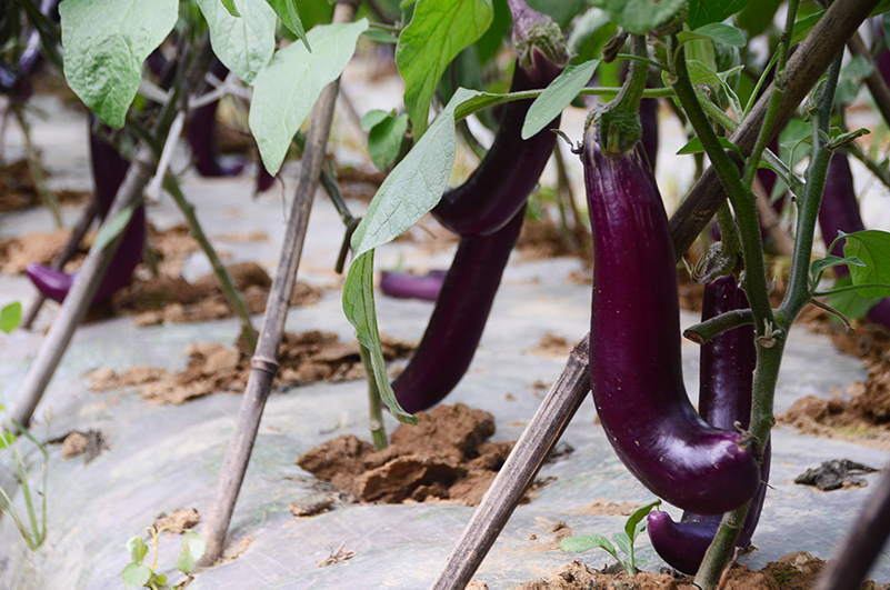 土壤養(yǎng)分檢測(cè)儀 土壤養(yǎng)分檢測(cè)儀