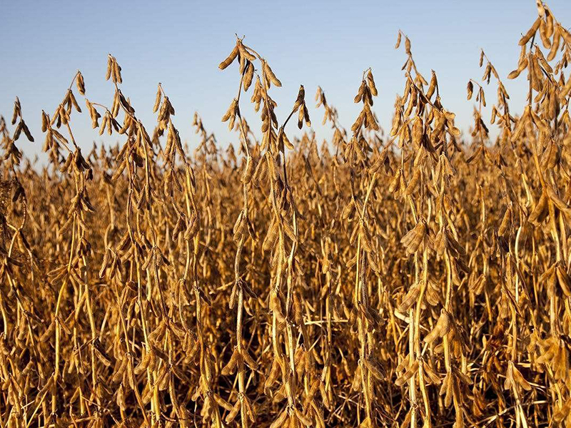 光合作用測(cè)試儀 光合作用測(cè)試儀