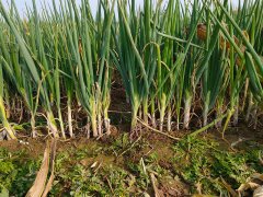 土壤測(cè)試儀協(xié)調(diào)作物生長和營養(yǎng)平衡