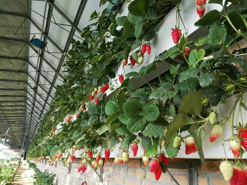 土壤水分測(cè)量儀