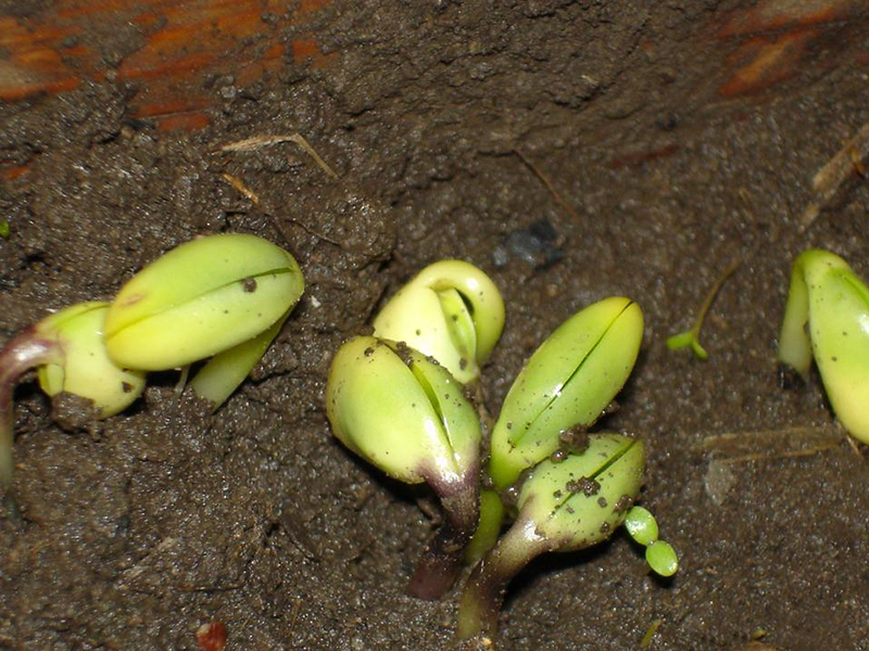 種子發(fā)芽箱 7.jpg