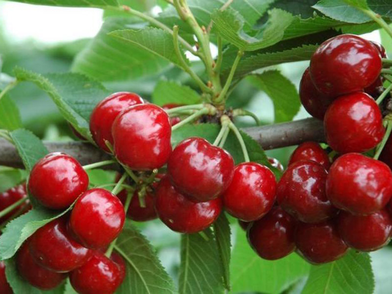 農(nóng)藥殘留速測儀促進(jìn)食品安全 農(nóng)藥殘留速測儀促進(jìn)食品安全